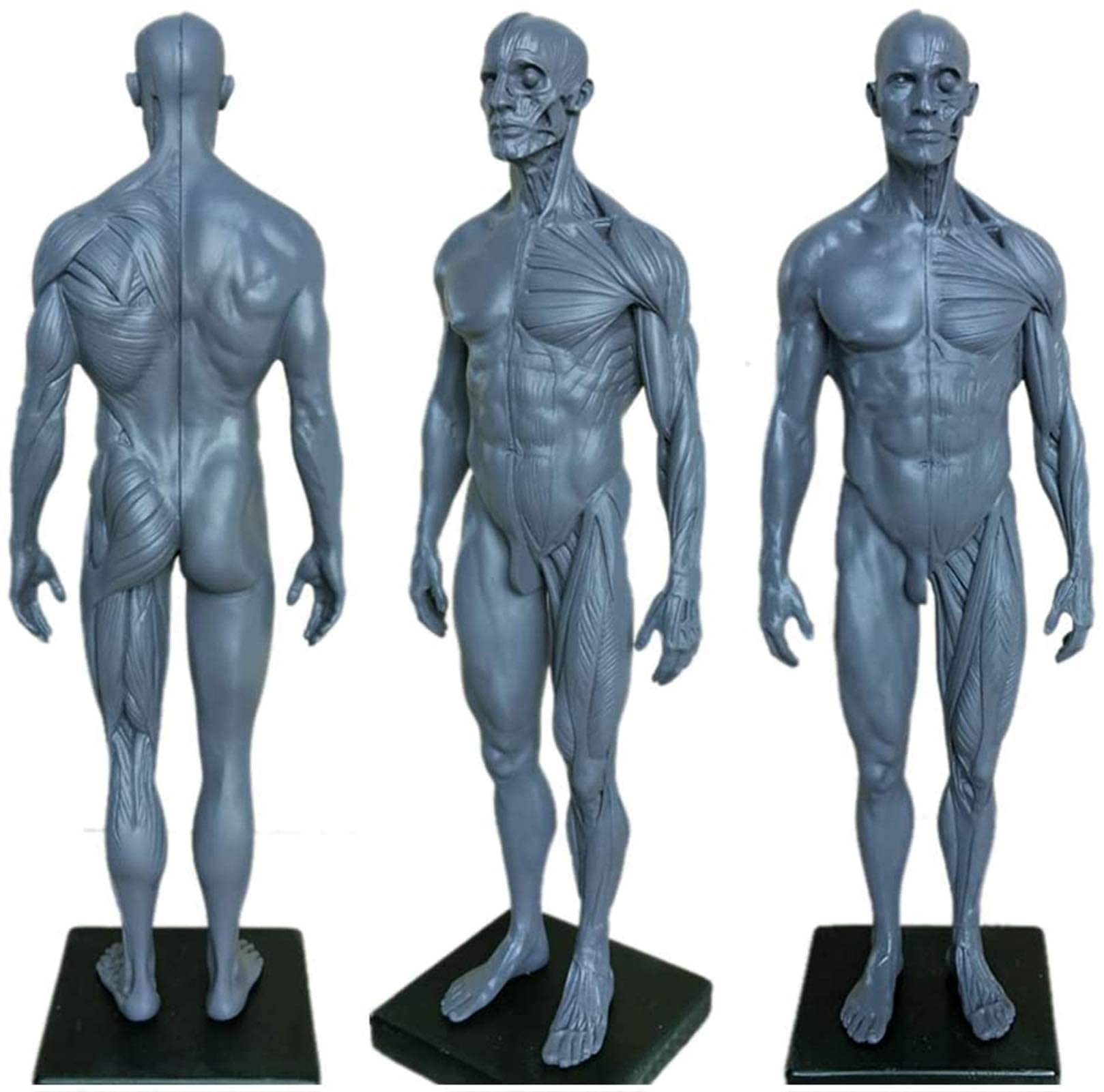 Male Body Reference For 3d Modeling