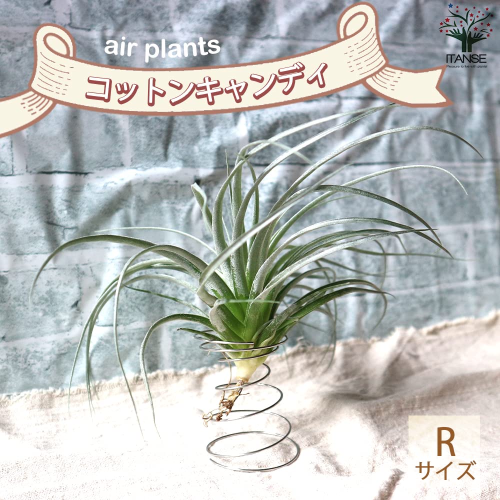 Amazon｜ITANSE チランジア コットンキャンディー Rサイズ