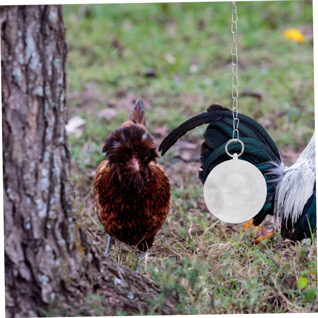 Angoily 6 Piezas Bola de alimentación alimentador de pájaros de Juguete Jaula de pájaros Comida Juguetes Bolas para Jaula de pájaros Suministros de alimentación de Aves Loro