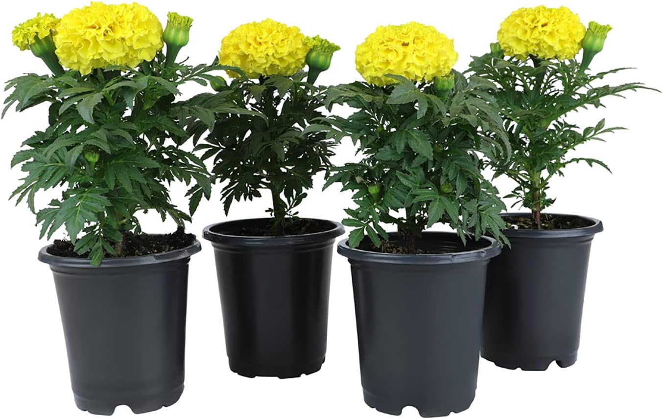 African Marigold Flowers Yellow Flowers (4 Pack), Live
