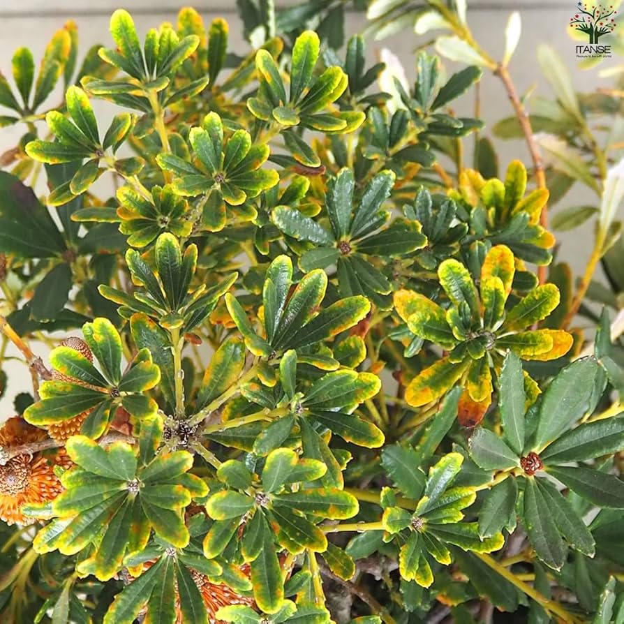 希少 バンクシア パラドーサ ドワーフジンジャー 挿し木 苗 苗木 希少 バンクシア パラドーサ ドワーフジンジャー 挿し木 苗 苗木