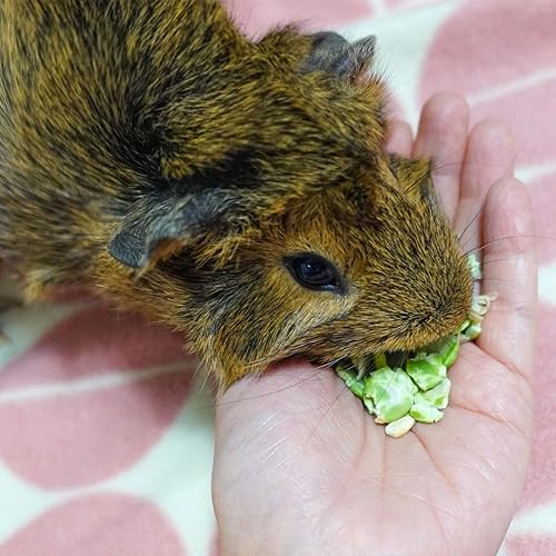 Miniatura 9 de GuineaDad Copos de guinea Pig Pea Flakes  Comida para conejillo de indias  1 paquete de 6.2 onzas  Serie nutritiva de copos de guisantes para