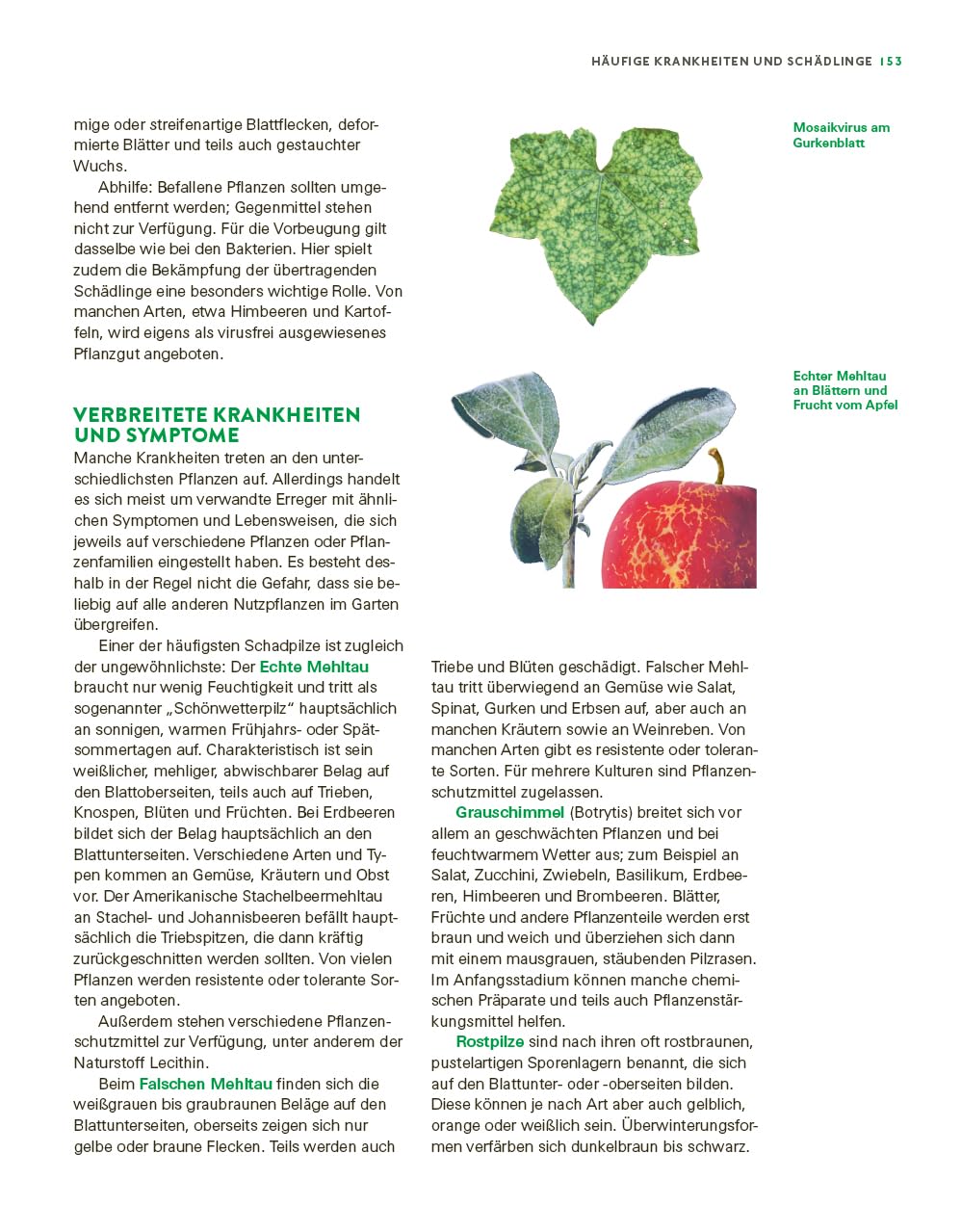 Das große Gemüse- und Obstgartenbuch: Planen, anbauen, pflegen und erfolgreich ernten für Selbstversorger