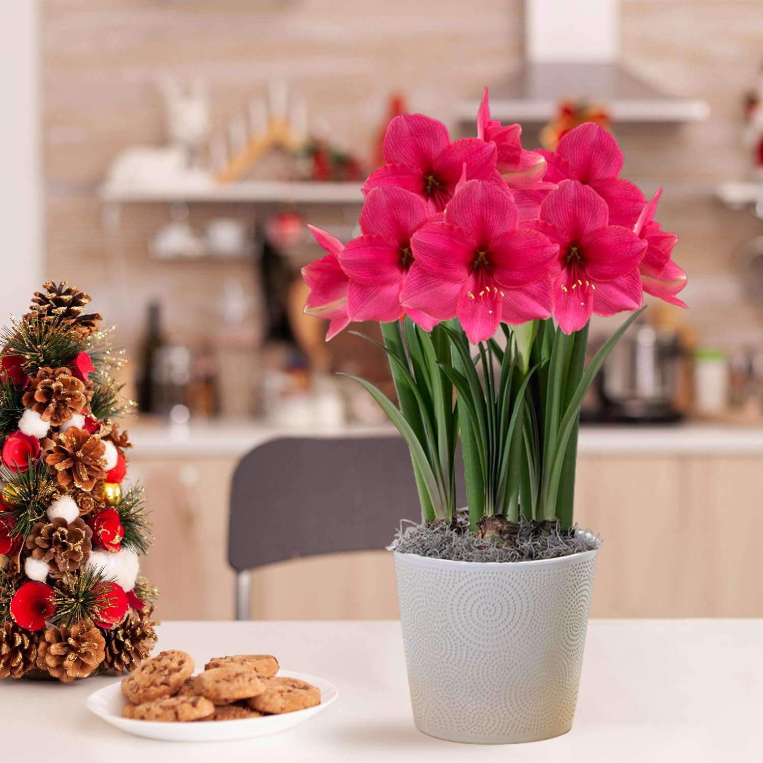 Amaryllis Secret Collection (10 Bulbes De Fleurs En Grand Format 26/30