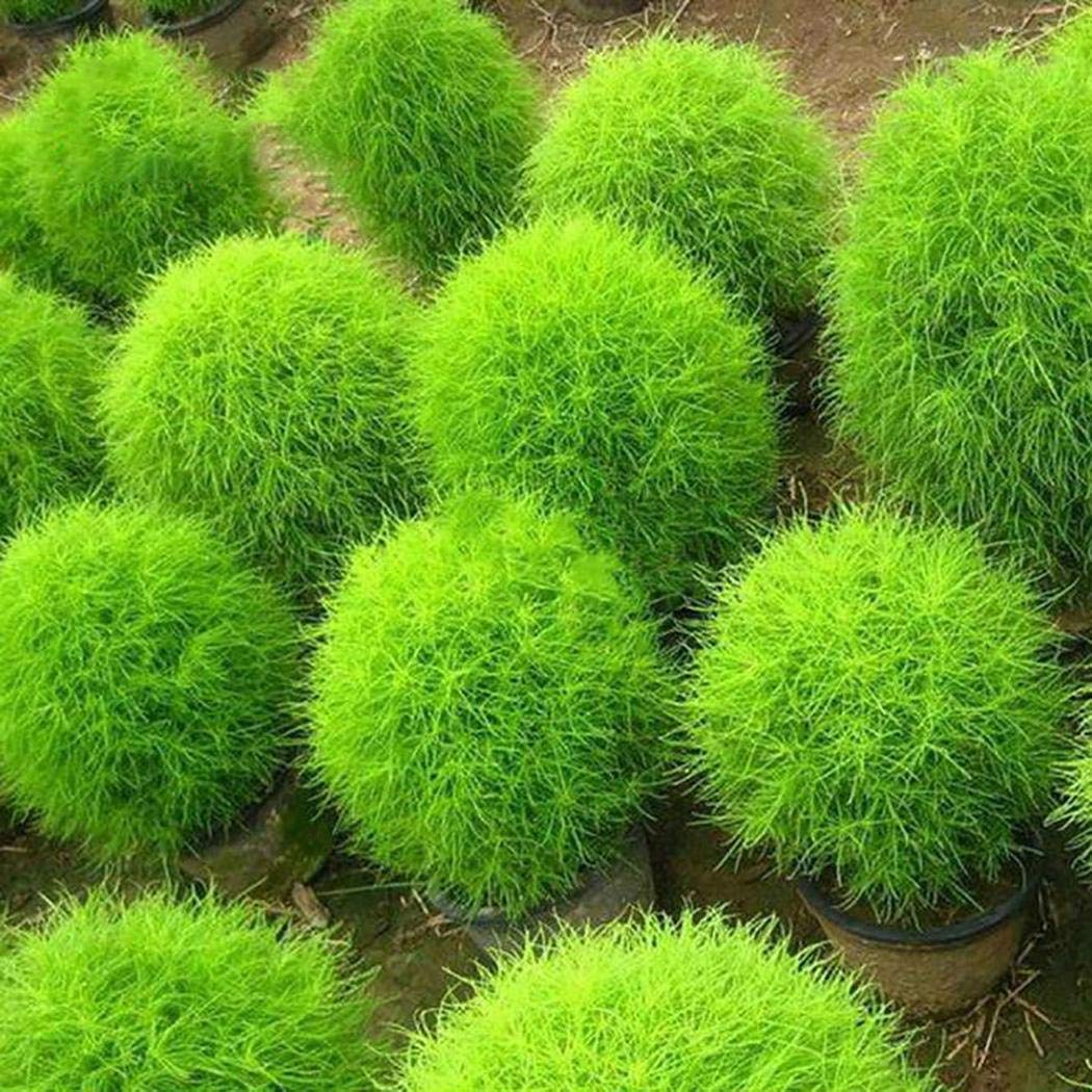 Golden Hills Farm® (AVG 100-500) seeds Rare Kochia Grass Seeds Garden Fast-Growing Hardy Plants Flowers (B084M77FZG) Amazon Price History, Amazon Price Tracker
