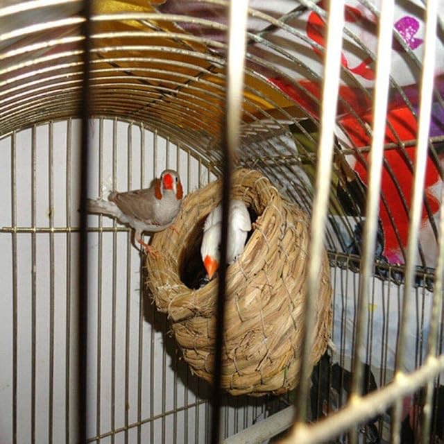 Foto 6 de 7 de Lpitoy Pájaros Nido De Pájaros Jaula De Paja Natural Loros Hechos a Mano Pájaros Mascotas Casa Dormitorio…