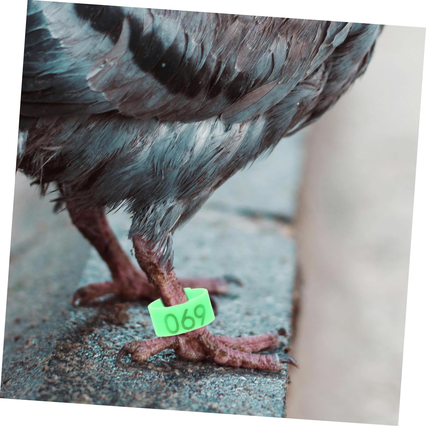 BESPORTBLE 500piezas Anillos De Identificación para Pájaro Bandas De para Palomas Anillos De Legado para Aves Marcadores De Identificación para Cría De Palomas