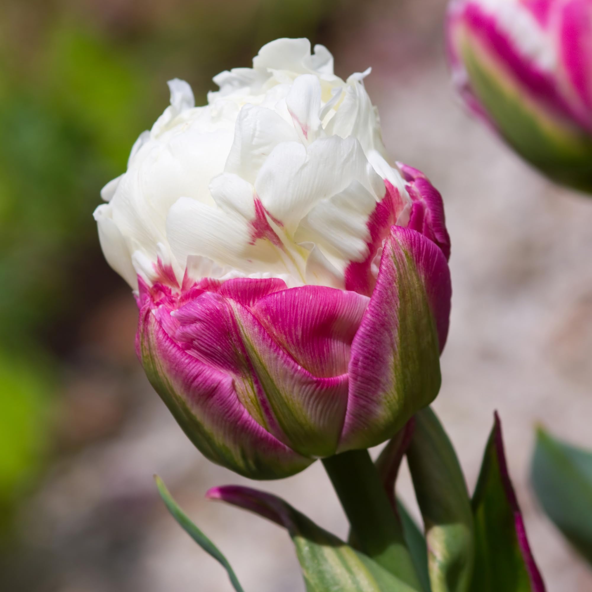 Tulipano Ice Cream - Bulbi Perenni da Piantare in Autunno
