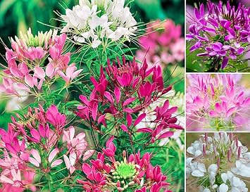 Cleome- Mixed Colors- 100 Seeds by OrginBud