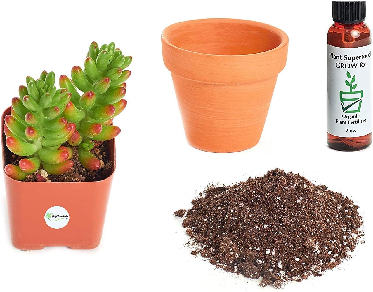 Shop Succulents Succulent 2" Grow Pot Sedum X Rubrotinctum 'Jelly Bean' 2In Plant Kit