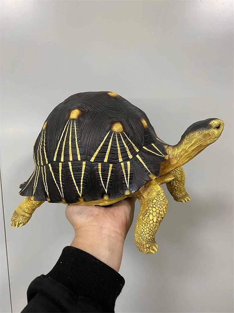 Amazon | BACALYSO |博物志 ホウシャガメ 37cm級 亀 カメ 放射亀