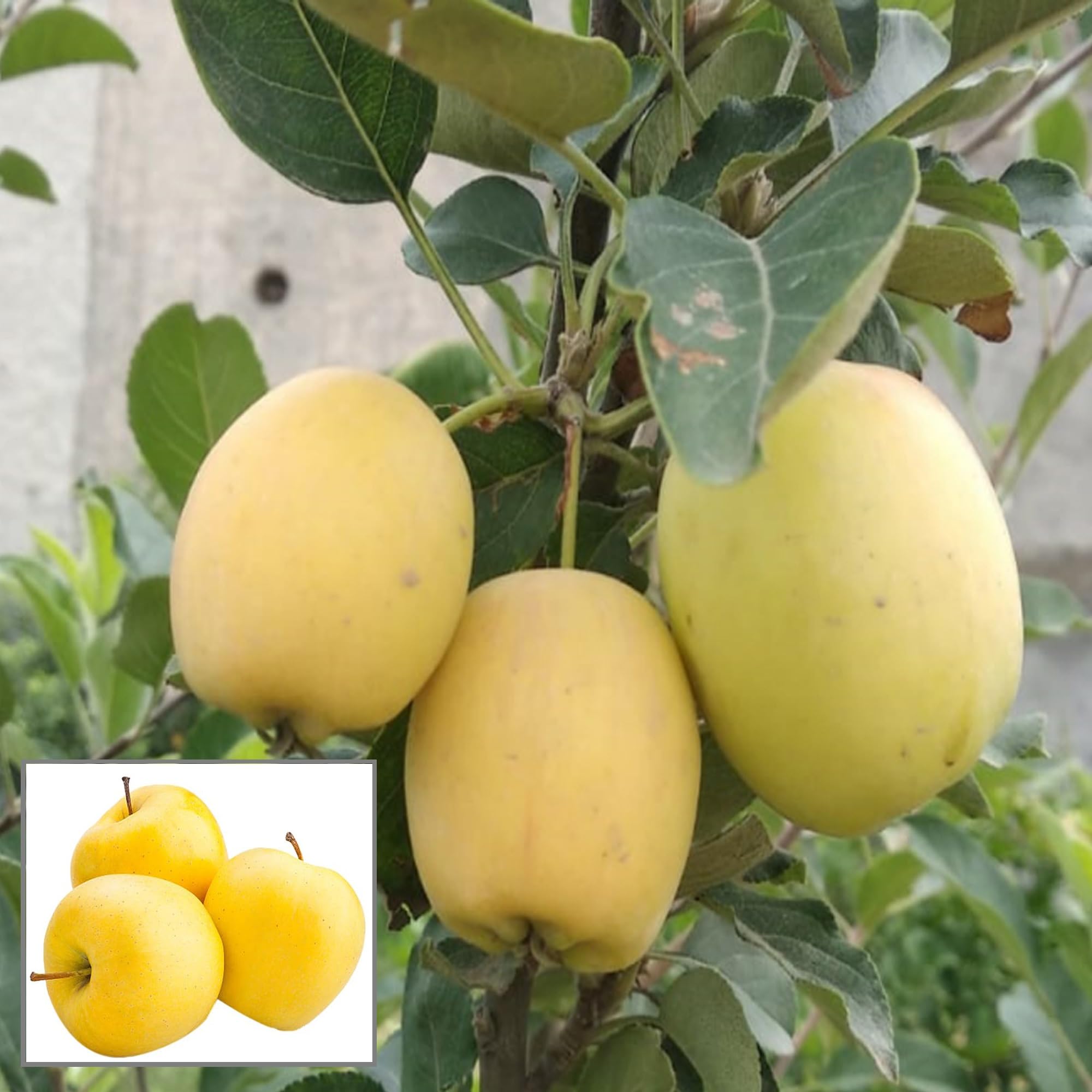 HAPING Dorsett GoldenLow Chill Tropical Apple Seb Grafted Fruit Live Plant (1.5-3 Feet Height) (B0CV9FYLGV) Amazon Price History, Amazon Price Tracker