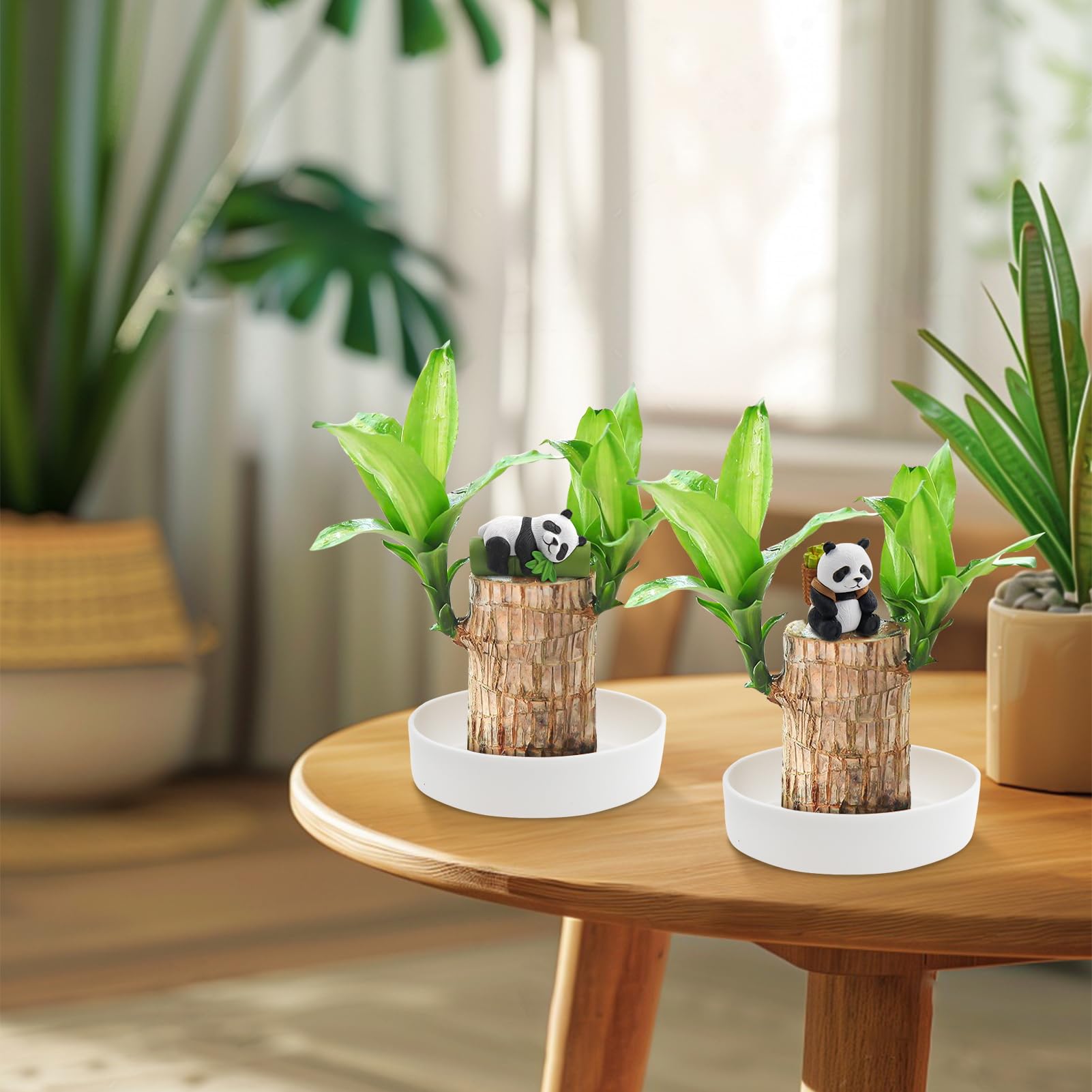 Lot de 2 Plantes en Bois Porte-bonheur Brésilien,Bois Porte-bonheur du Brésil,Ensemble de Plantes en Bois Porte-bonheur du Brésil avec Pot et 2 Ornements de Panda,Souche de Plante Hydroponique en Pot