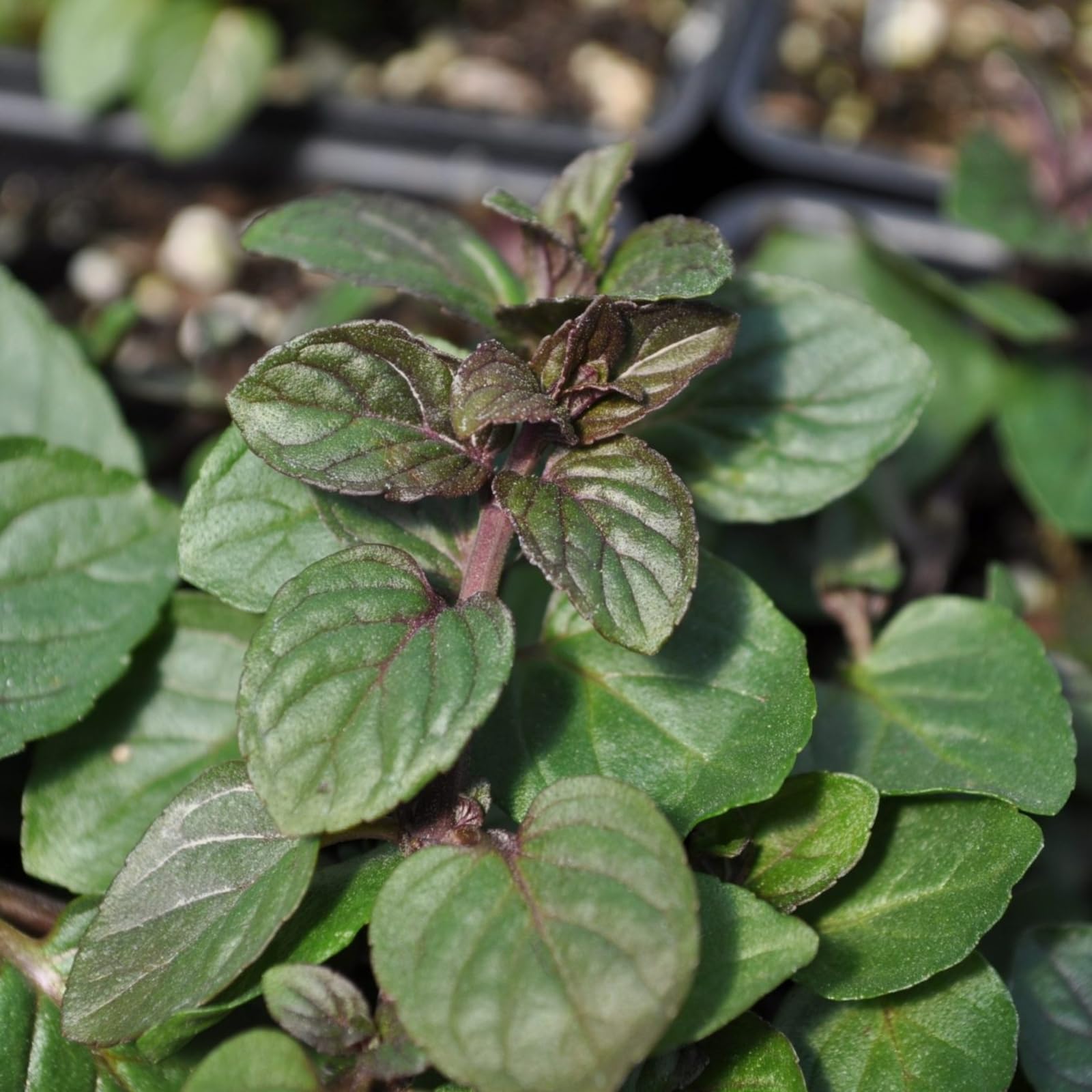 Carbeth Plants Mint Black Peppermint Herb Plant for Kitchen & Garden — image 1