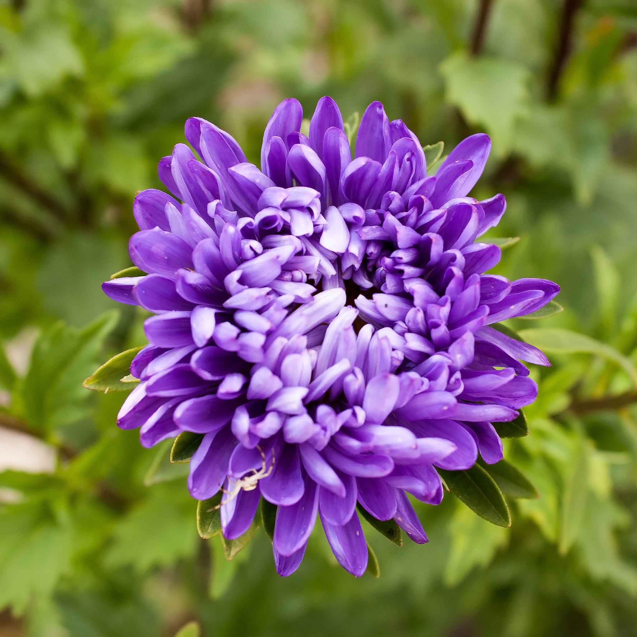 Eden Brothers Aster Seeds Jewelaster Purple