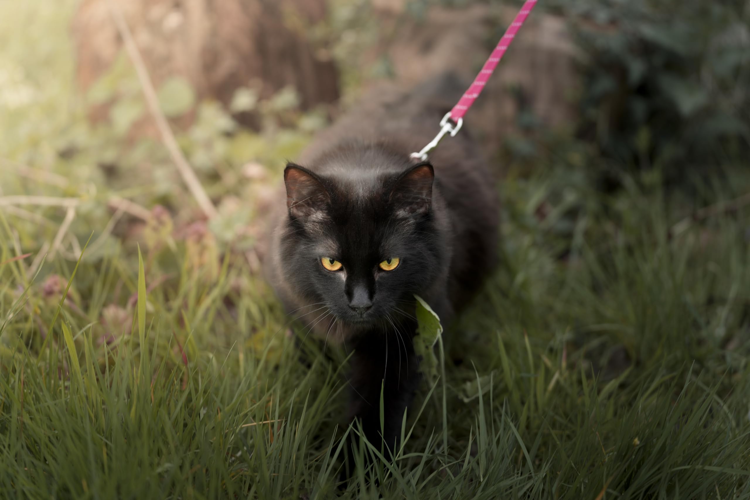 pettorina gatto - Elza nero - 22-32cm - 27-46cm - guinzaglio 110cm - nylon regolabile - riflettente - con moschettone