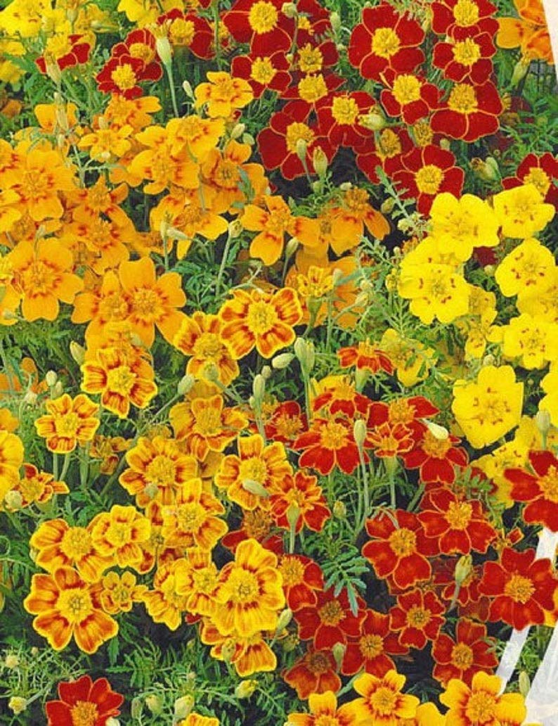 Amazon.com : Seeds4planting - Seeds Indoor Marigolds Mexican Mix Tagetes  Annual Flowers Non GMO : Patio, Lawn & Garden
