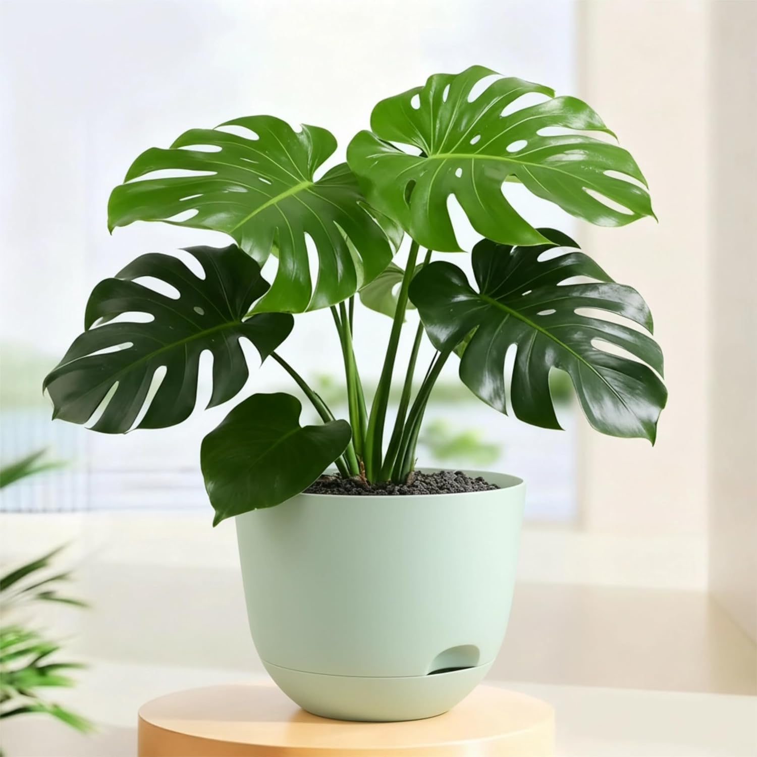 Plant Pots 10 Inch Green Color Self Watering Pots, Set of 2 Plastic Planters with Drainage Holes and Saucers,Plastic Flower Pots,Nursery Planting Pot for Indoor Out Door Plants