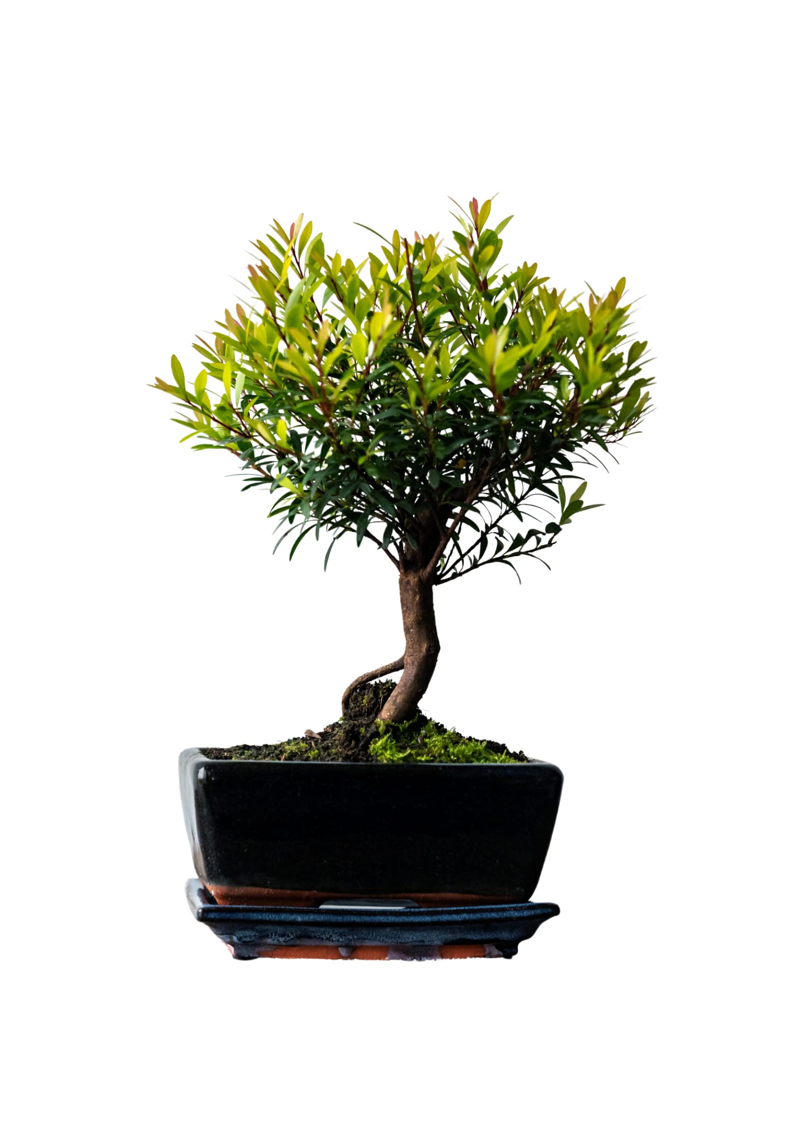 efeutute pflegeleicht Epipremnum Aureum 'Neon' (Efeutute) – Foliage Dreams