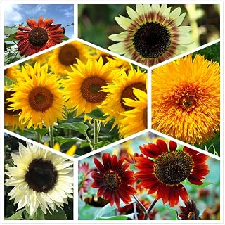Bulk Package of 50+ Seeds, Sunflower Crazy Mixture Varieties Helianthus annuus,Garden Gift