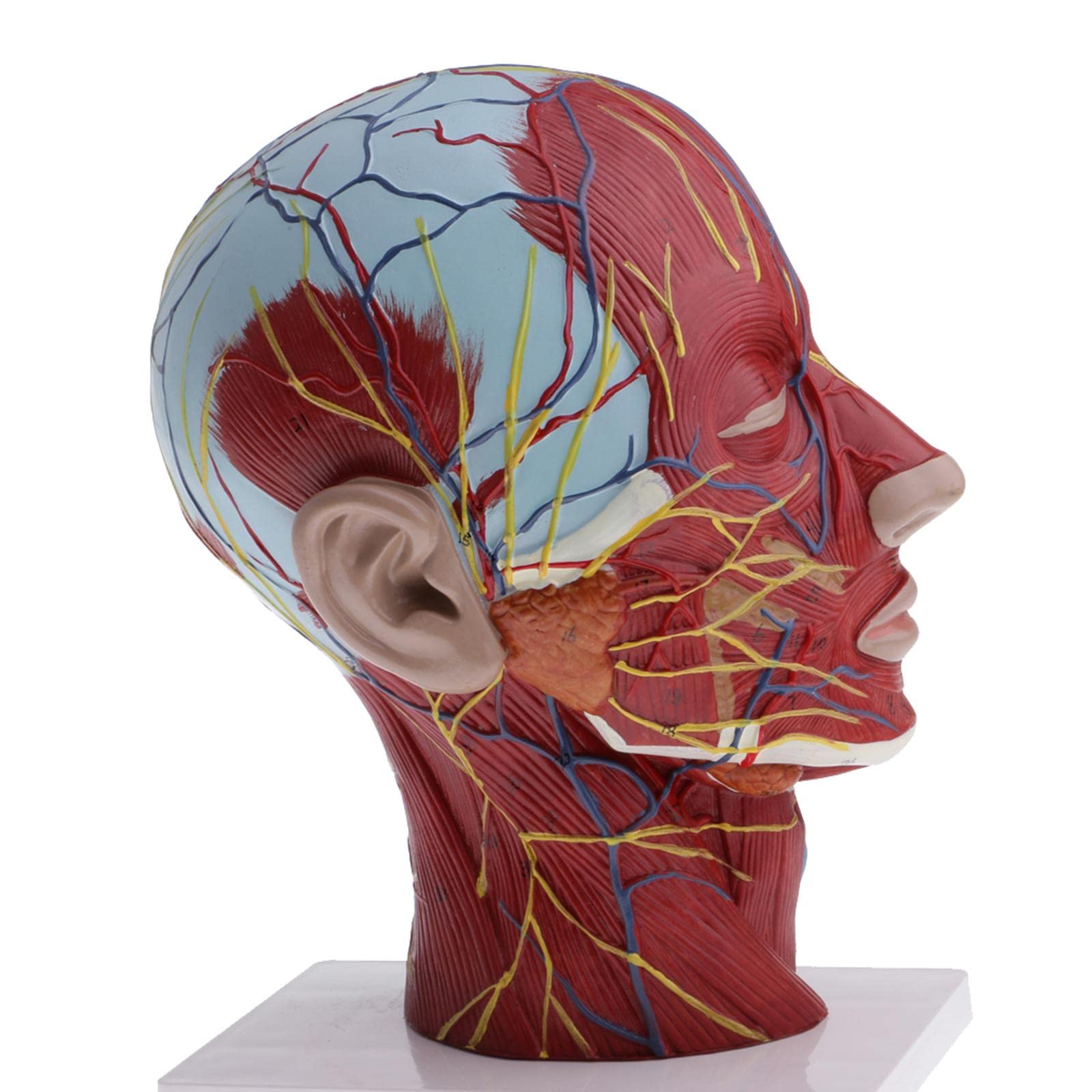 Modelo de anatomía de cabeza y cuello humano 1:1 | Musculatura detallada y estructuras neurovasculares | Modelo de demostración de enseñanza de tamaño real | Material | Ideal para