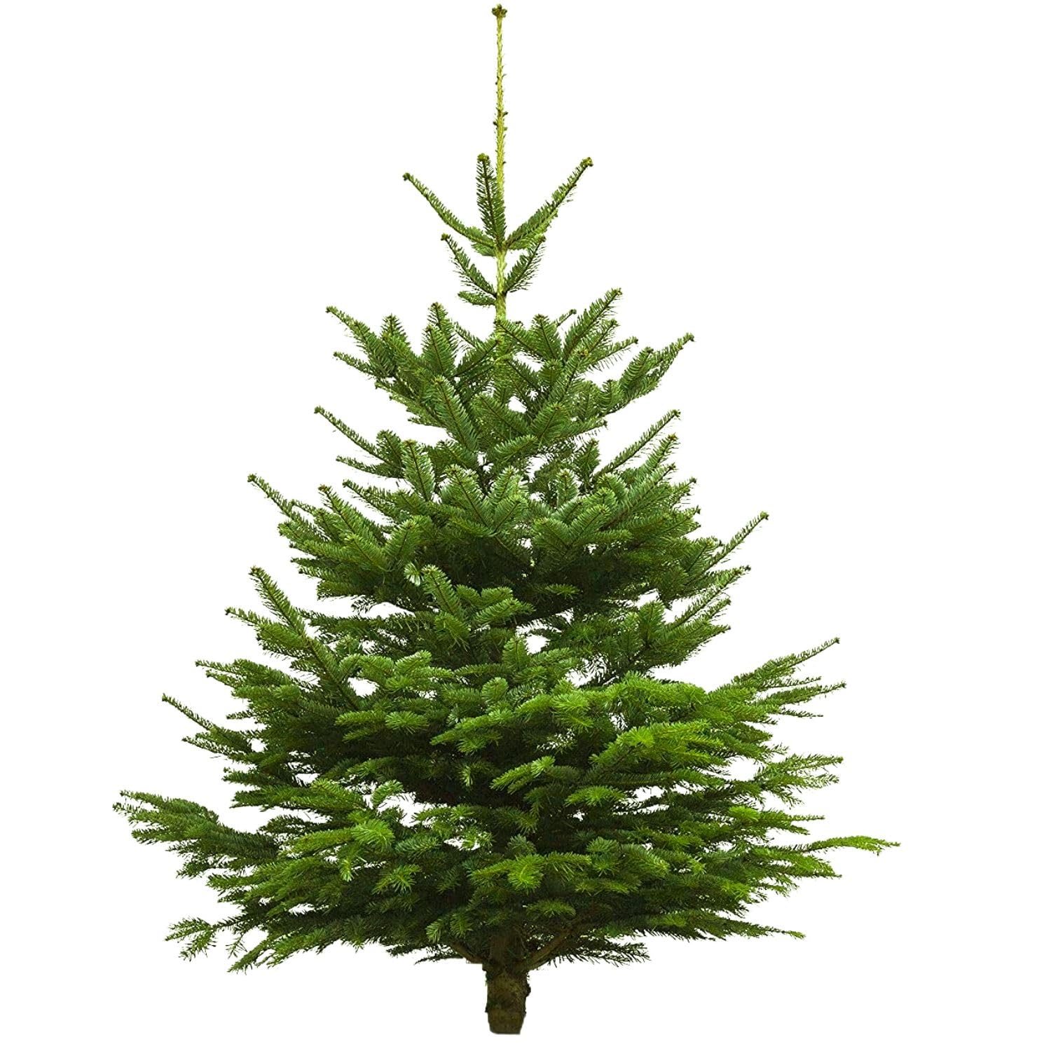 Echter Weihnachtsbaum - Nordmanntanne