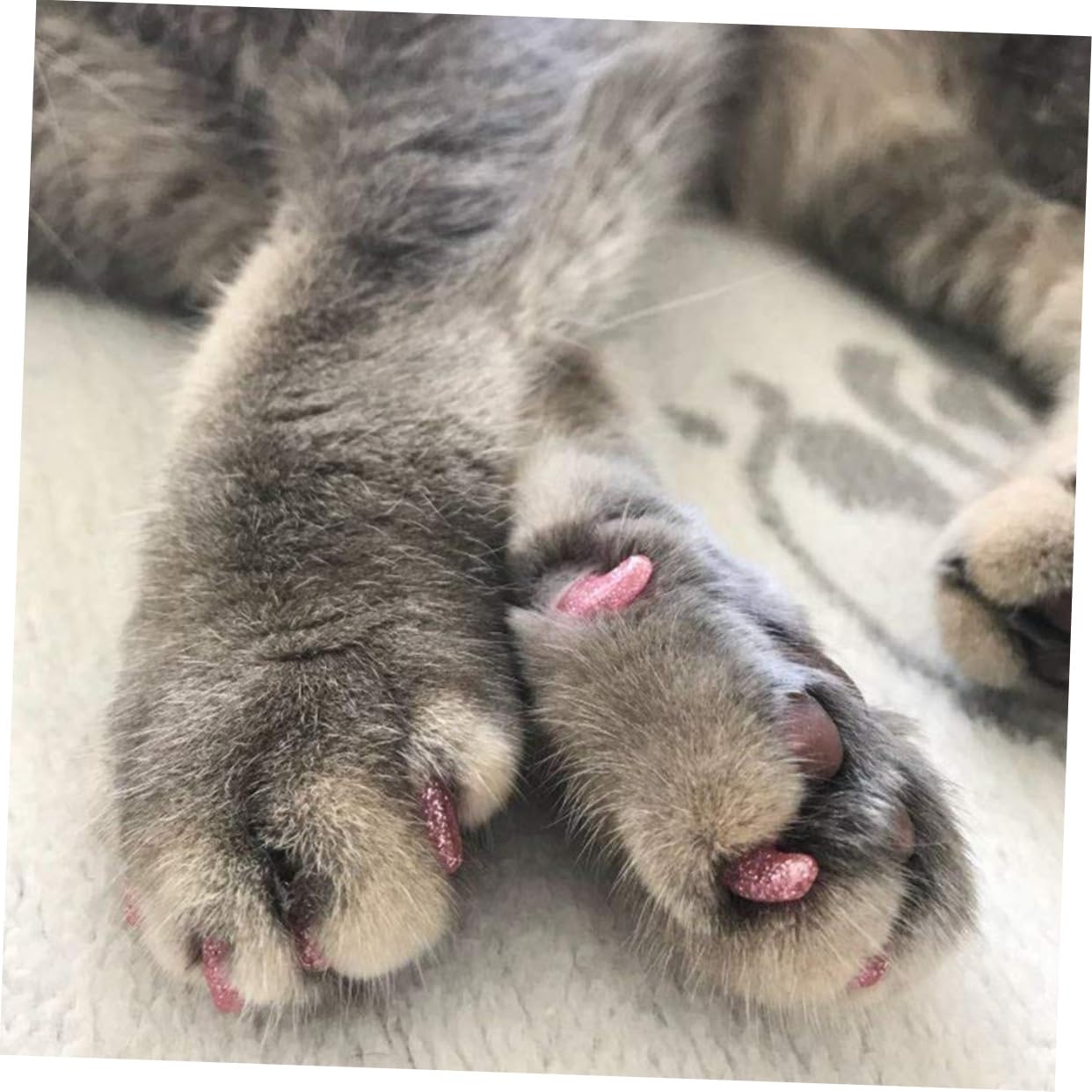 Toddmomy 300 Pièces Casquettes De Griffe De Chat Kit Ongles Couvre-Griffes De Chat Capuchons D'ongles De Chats Casquettes à Griffes Capuchons D'ongles pour Animaux De Compagnie