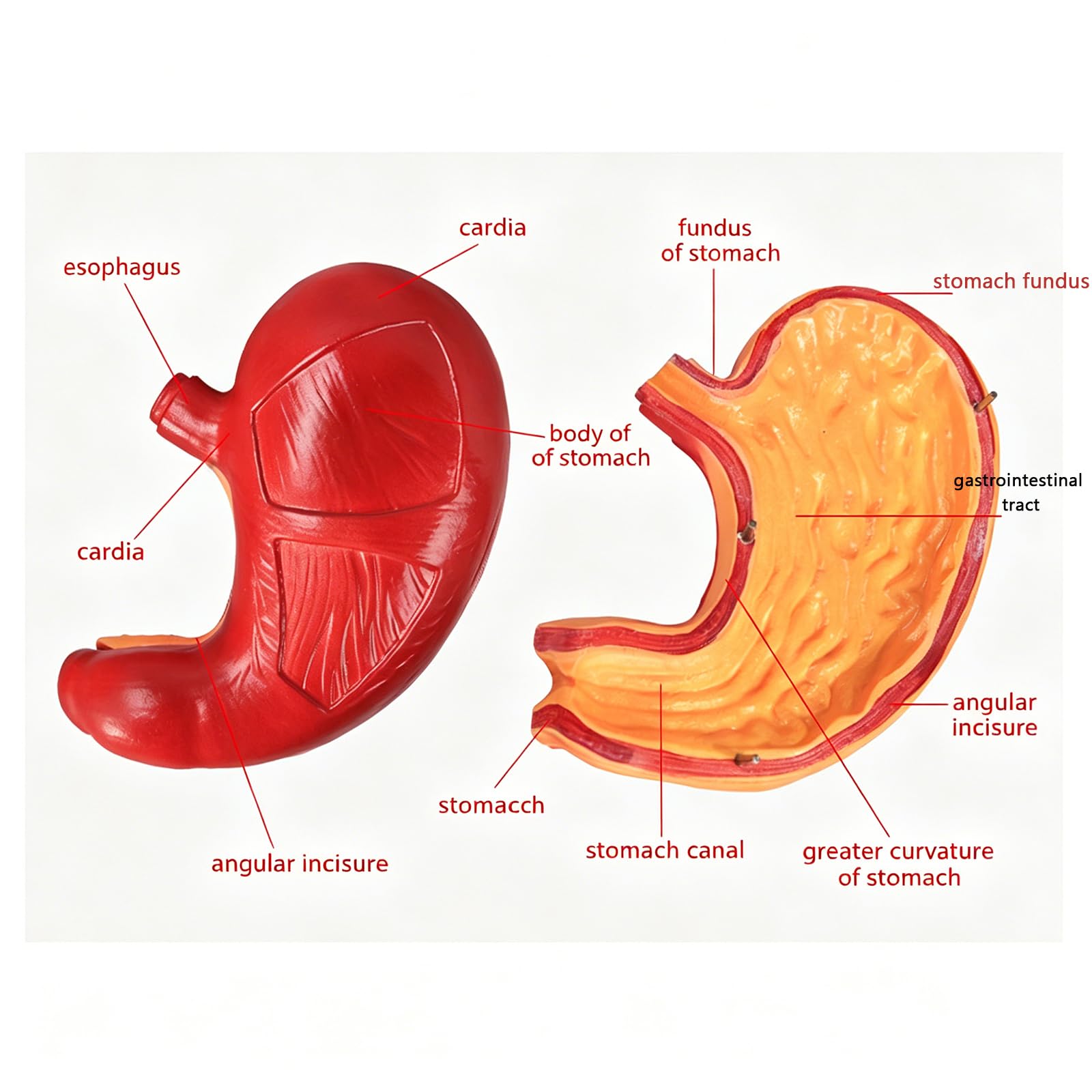 Model anatomii żołądka PVC edukacja medyczna struktura żołądka widok-model