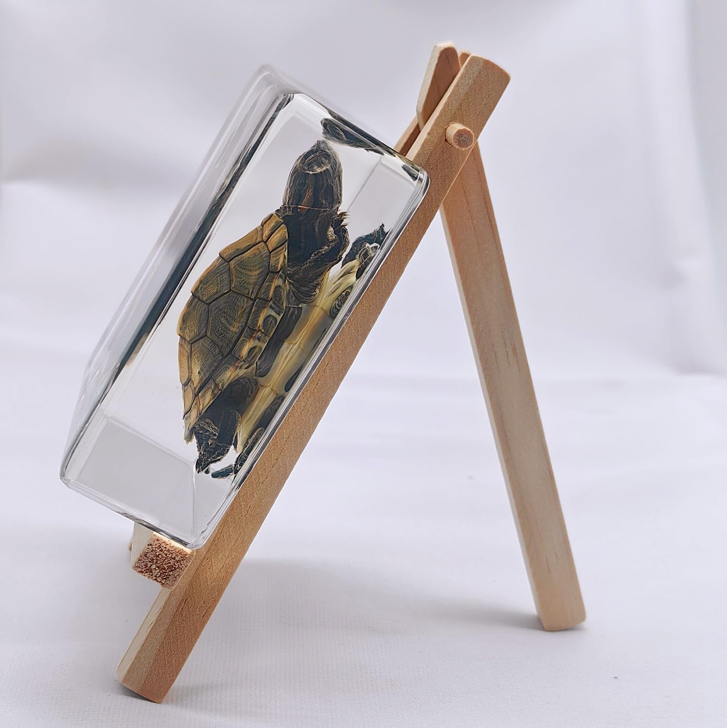 Real Preserved Turtle Specimen in Clear Resin Block – 3" x 3" x 1" – Science Classroom Display, Marine Biology Study, STEM Education, and Unique