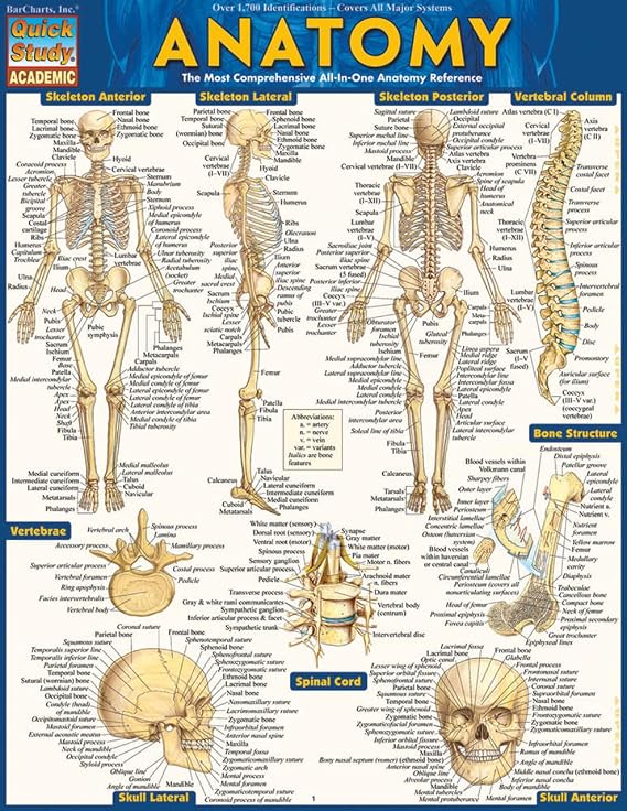 Anatomy: QuickStudy Laminated Reference Guide (Quickstudy Academic)