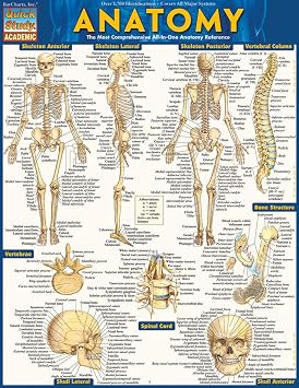 Anatomy: QuickStudy Laminated Reference Guide (Quickstudy Academic)
