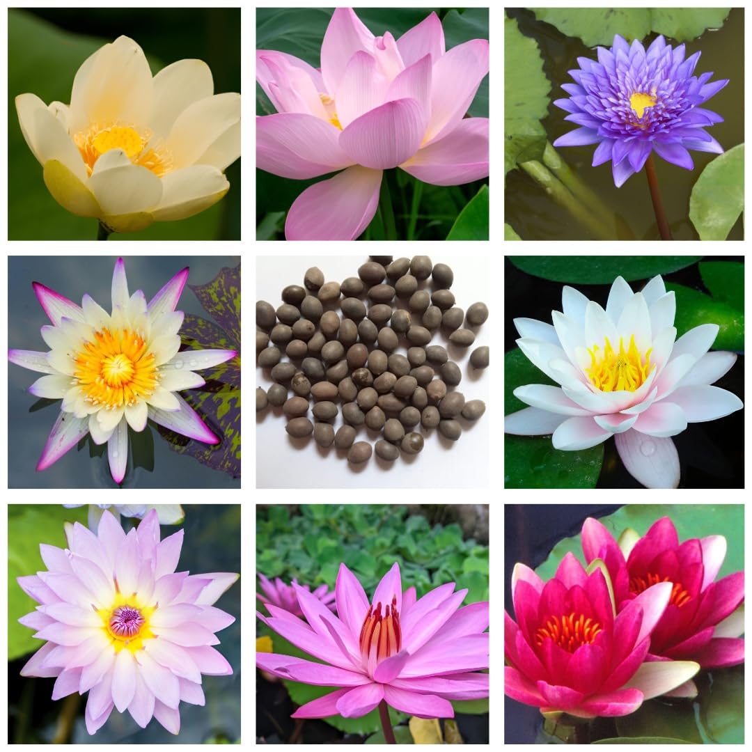All Mix Color Growing Lotus Kamal Gatta Seed (Pack of 20 Seeds) (B0DCGJ2M5N) Amazon Price History, Amazon Price Tracker