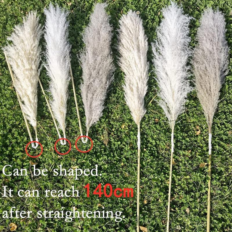 Pampas Grass Grass Natural Seco 120cm 5 Piezas miniatura 7