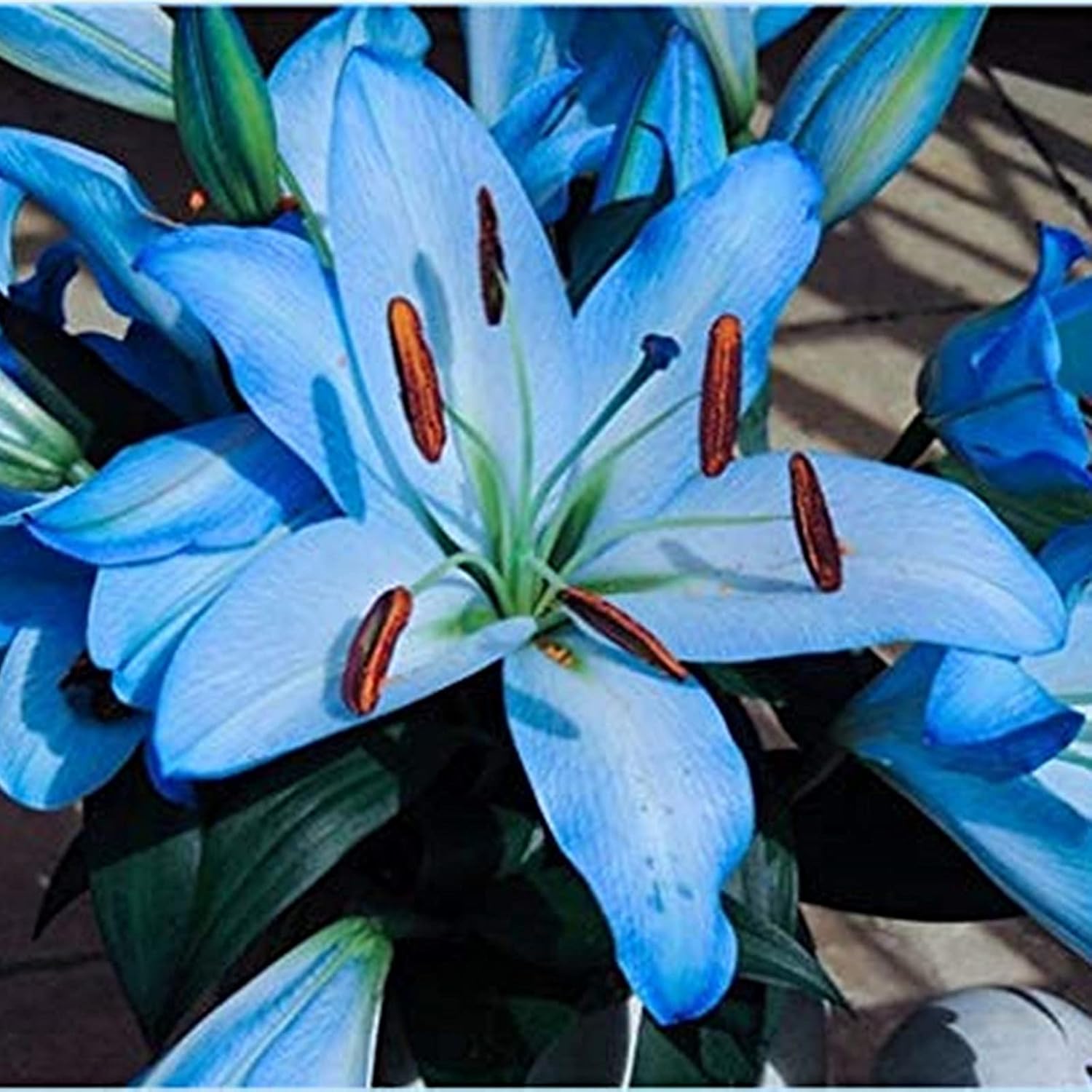 ユリの球根 繊細で美しい花びら 観賞用の花に非常に適してい