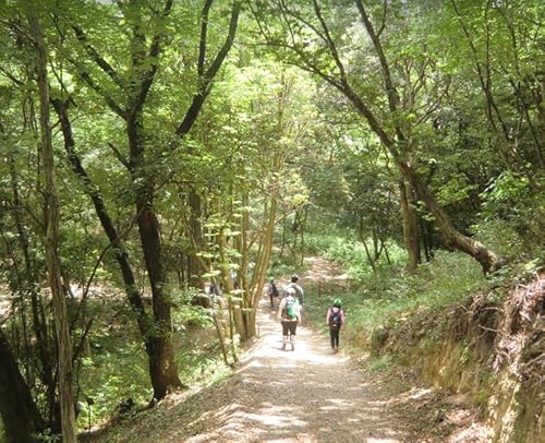 篠栗町森林セラピー体験1〜3名様[篠栗九大の森コース(約2㎞/約2時間)]