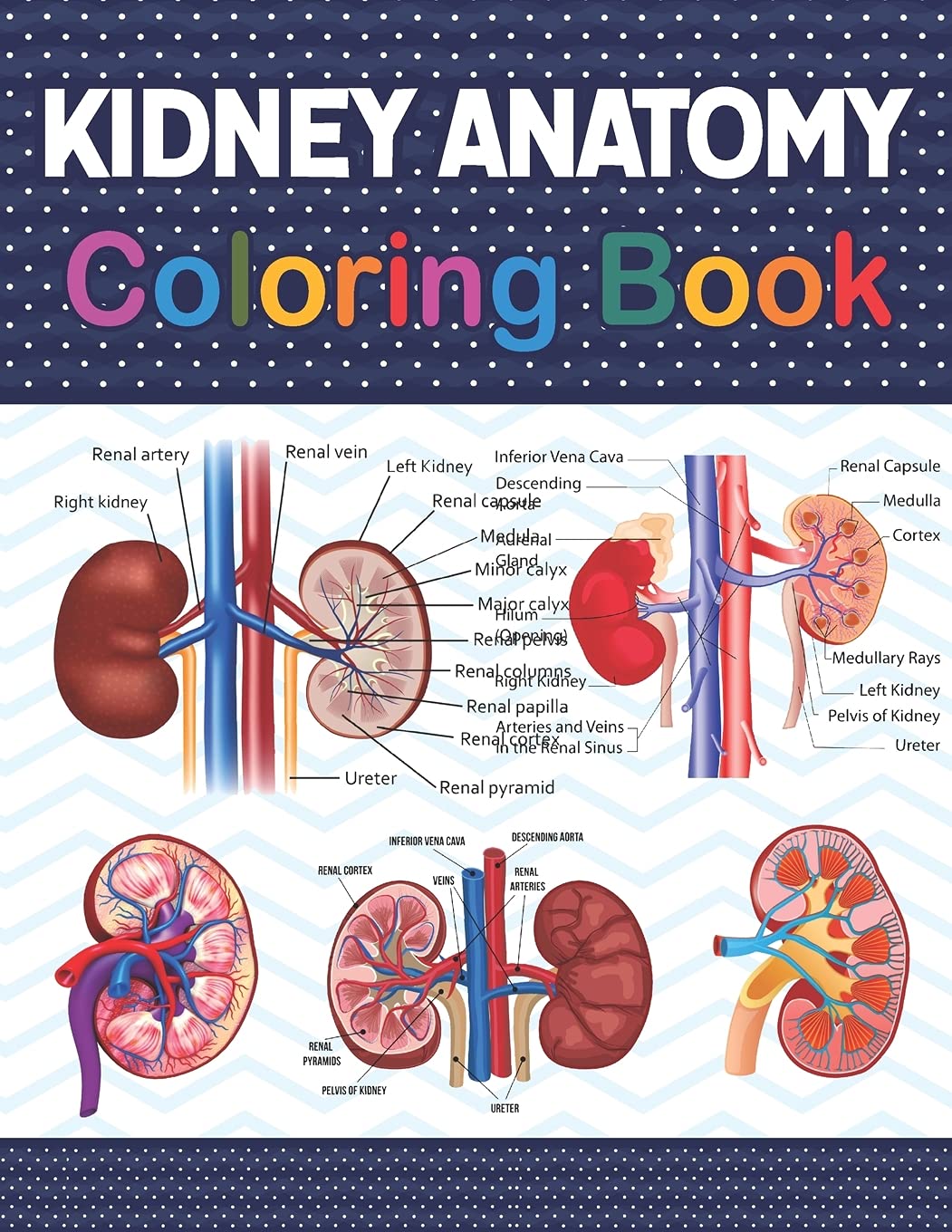 Buy Kidney Anatomy Coloring Book Fun and Easy Human Kidney Anatomy