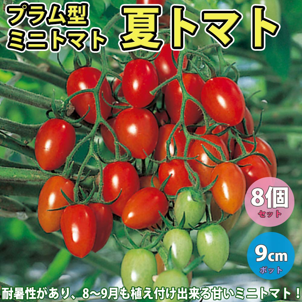Amazon.co.jp: ITANSE ミニトマト苗 夏トマト(夏に植える甘い