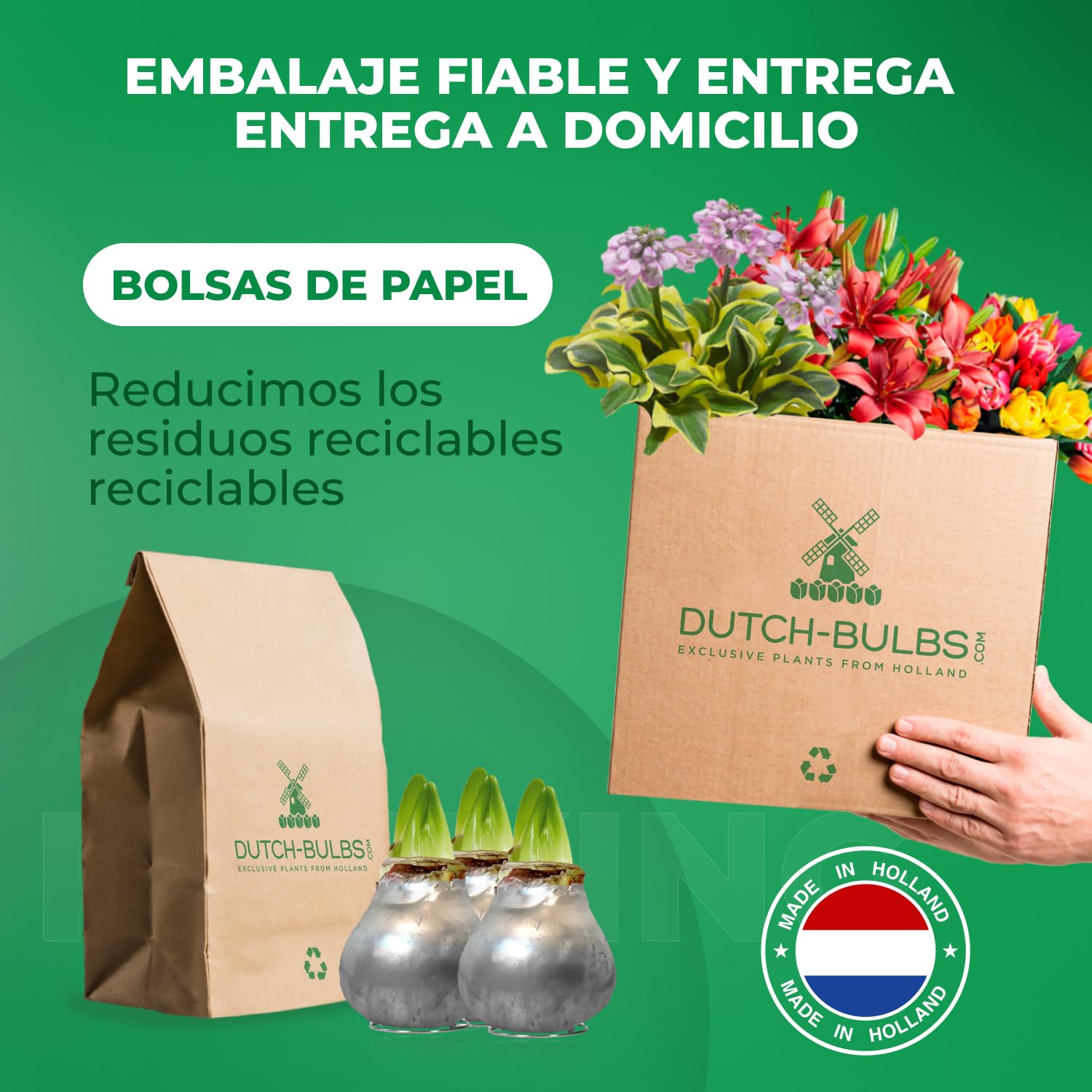 Colección de dos bulbos de amarilis recubiertos de cera Silver Wax