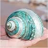 shells, Hermit Crab Shells Large Medium Turbo Seashell Natural Sea Conch(9~10cm)