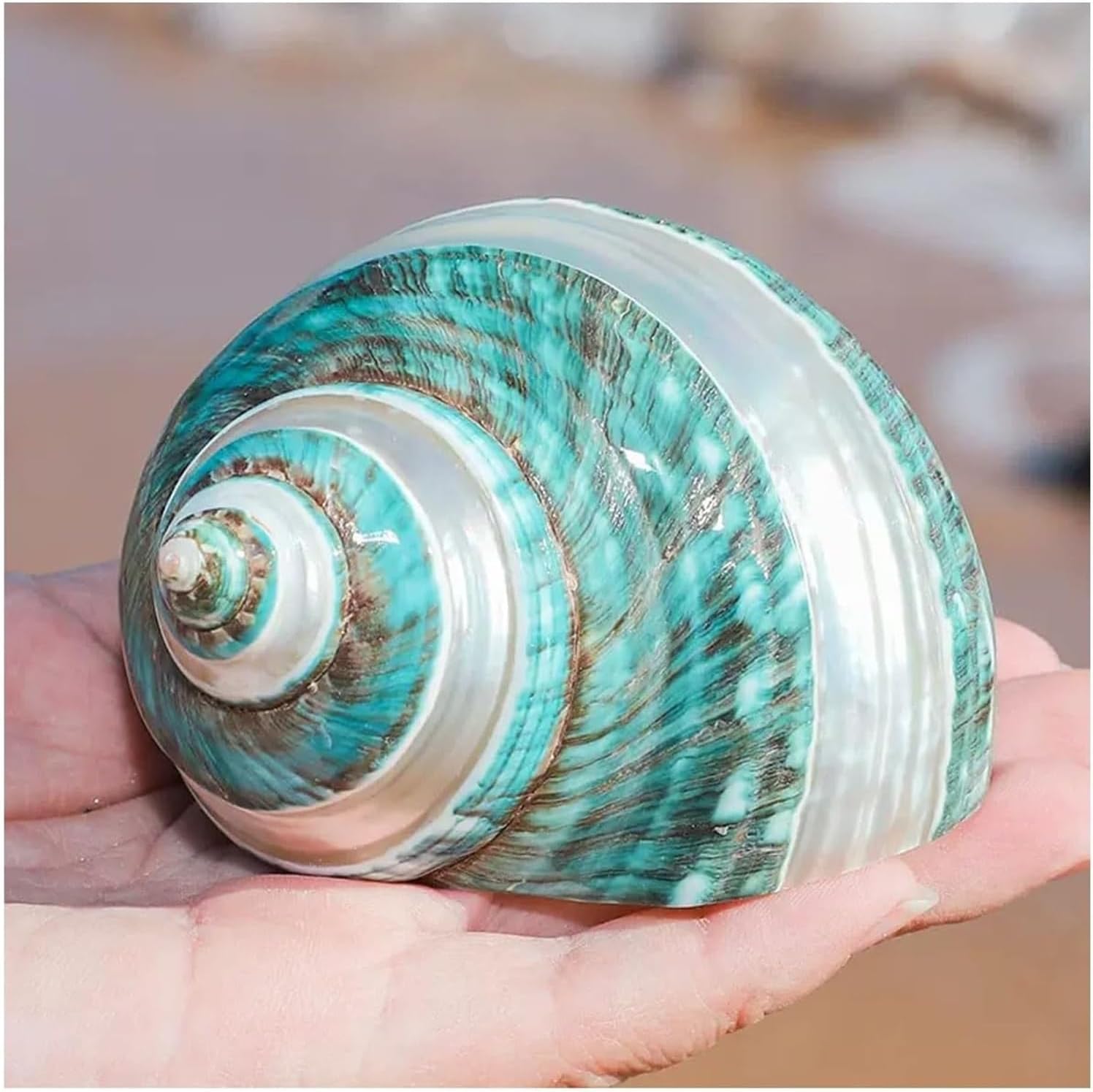 Large Natural Conch seashells Shells, Hermit Crab Shells Large Medium Turbo Seashell Natural Sea Conch(8~9cm)