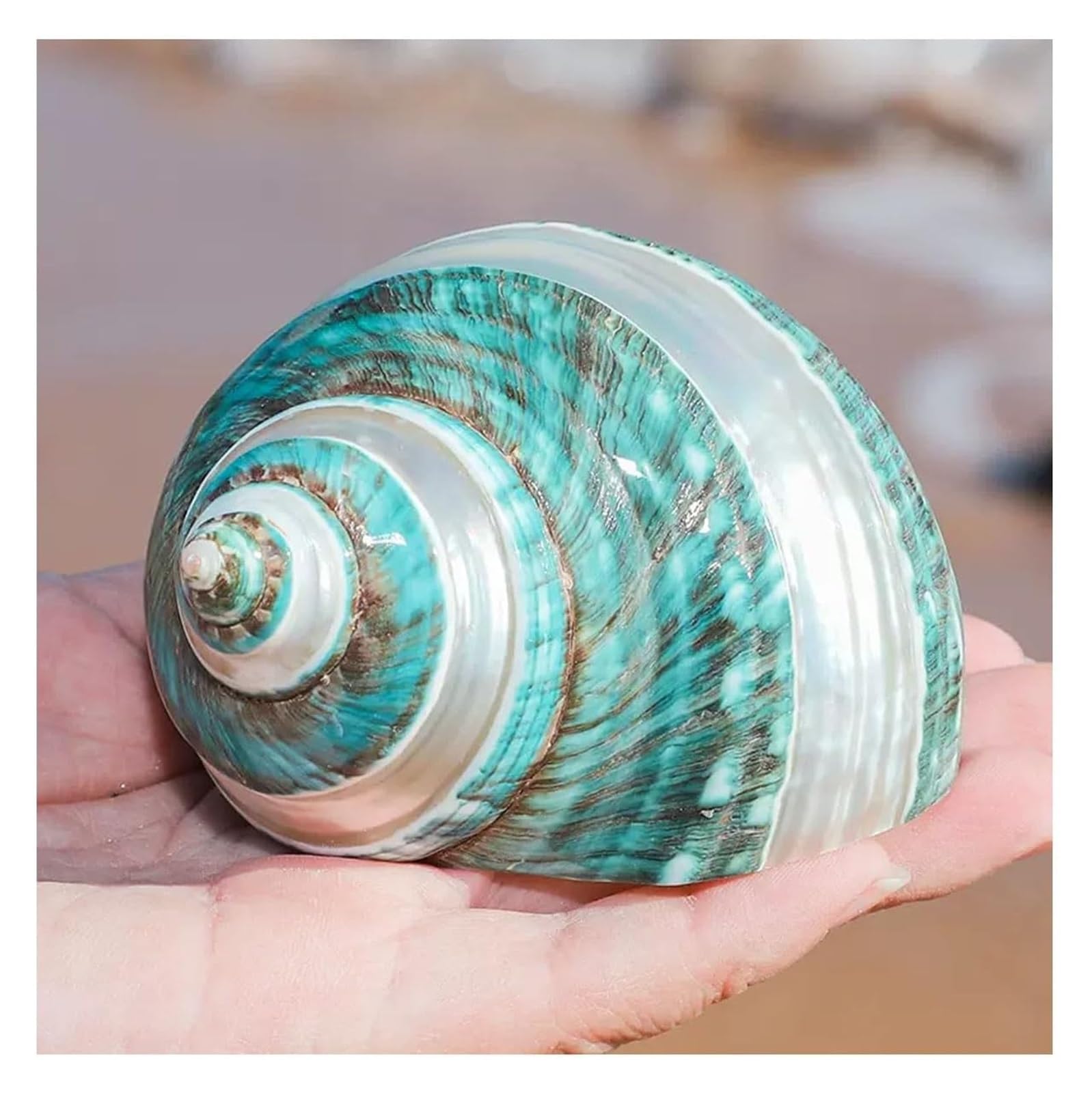 YKMYXZ shells， Hermit Crab Shells Large Medium Turbo Seashell Natural Sea Conch(9~10cm)