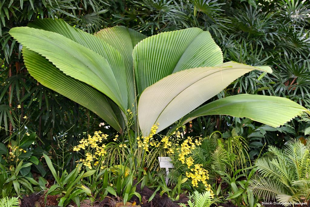 diskus aquarium plants Discus Fish Aquatic Plant Package