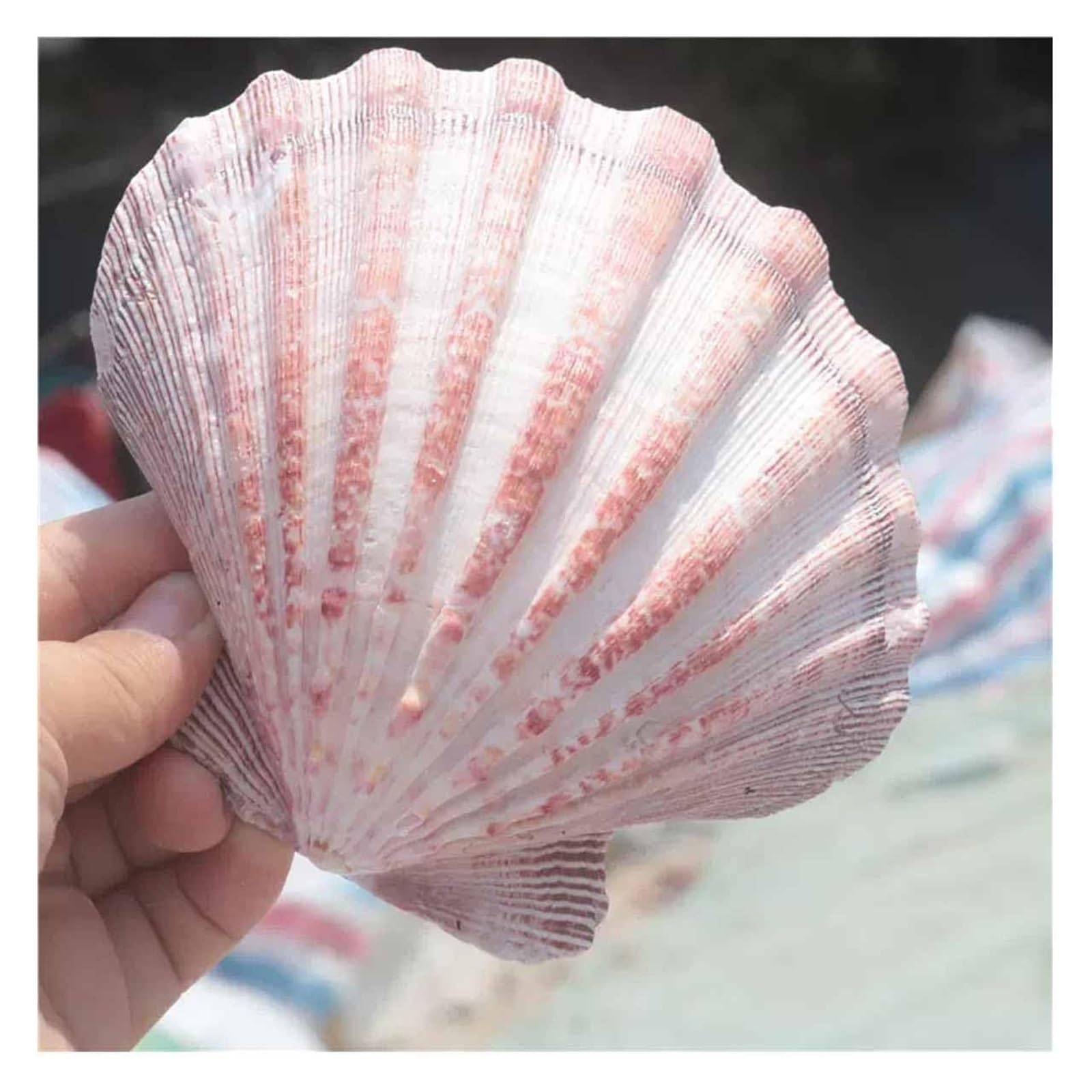 YKMYXZ shells， 11~14Cm for Wedding Decor Beach Theme Party, Home Decorations,DIY Crafts(13~14cm)