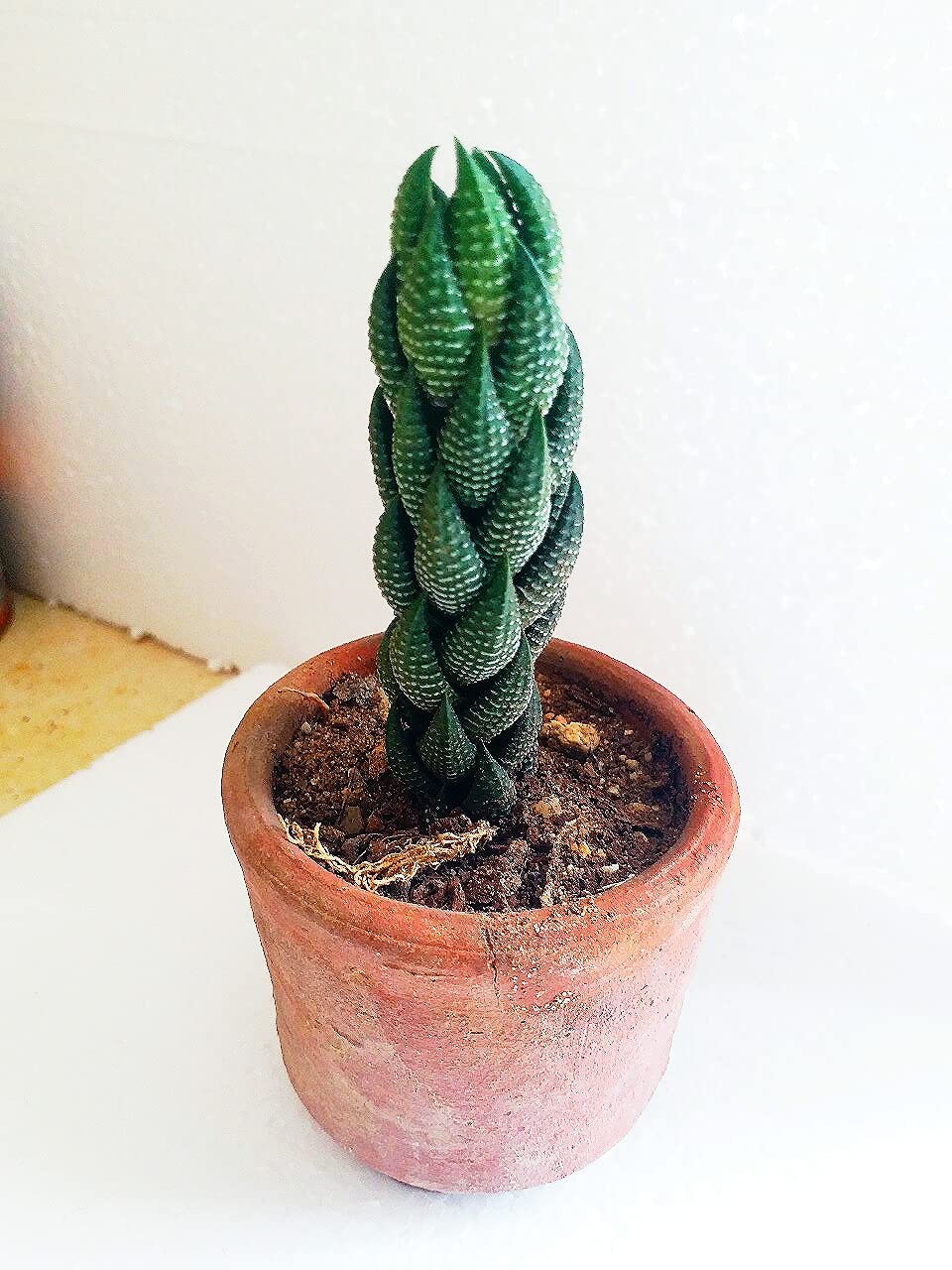M.D. FARM AND NURSERY | Succulent Plants|Haworthia Reinwardti (Zebra Wart, Wart Plant) Live Plant with pots (B07Q7TDGB1) Amazon Price History, Amazon Price Tracker