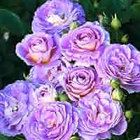Amazon.com : Rose Plant Live, Rose Bush Live Plant, Fragrant