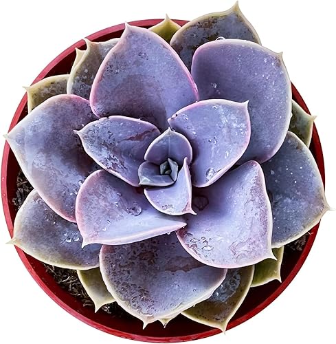 Sprout N Green Echeveria 'Perle von Nürnberg', suculenta viva totalmente enraizada en macetas de guardería de 4 pulgadas, planta de casa para