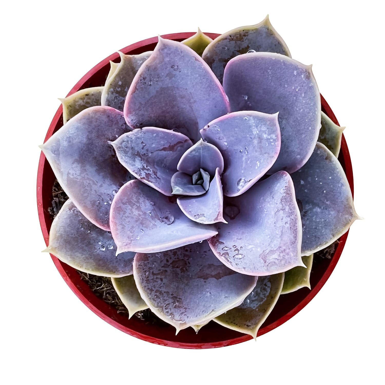 Sprout N Green Perle von Nürnberg