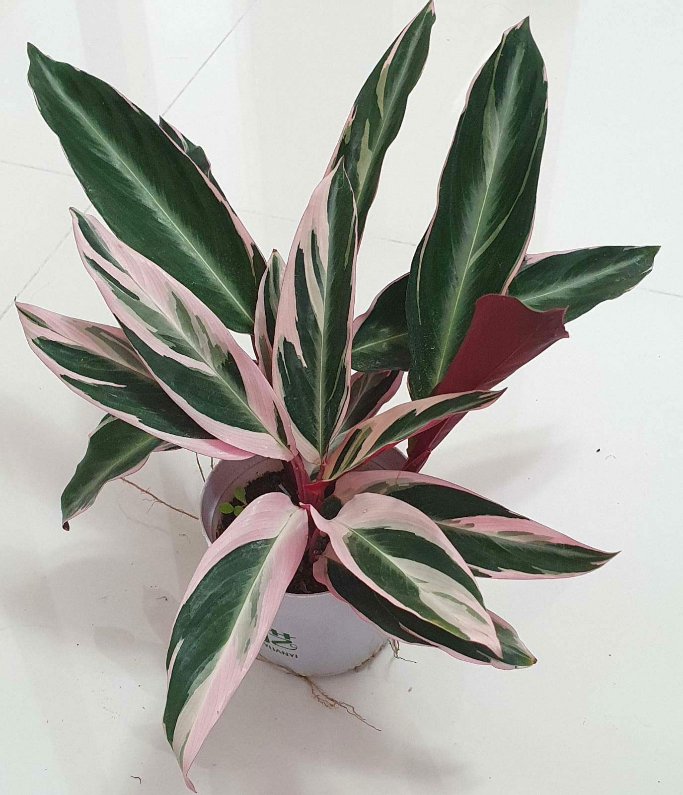 Indoor Plant Calathea Triostar Stromanthe Sanguinea Airpurifying 1 Healthy Live Plant on Pot Size 4.5 inch Pot-image-26