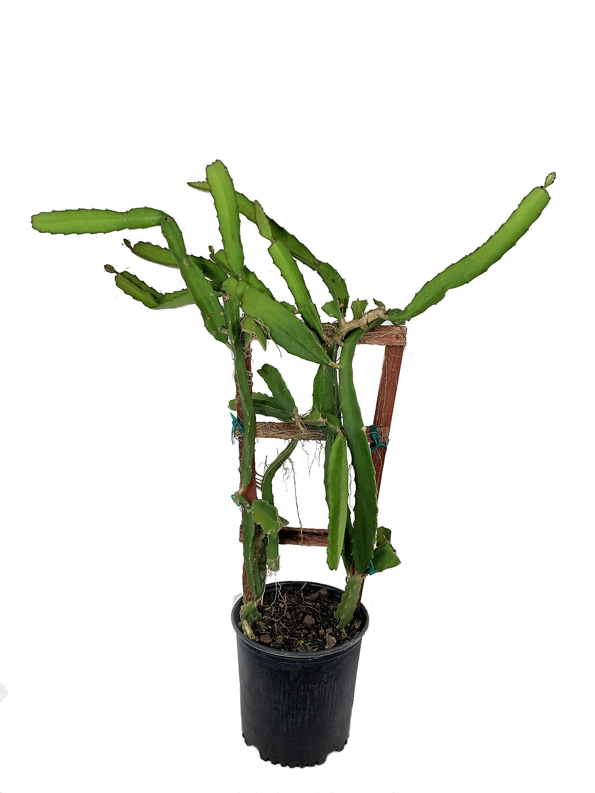 Dragon fruit live plant big size (Pack of 1)-image-39
