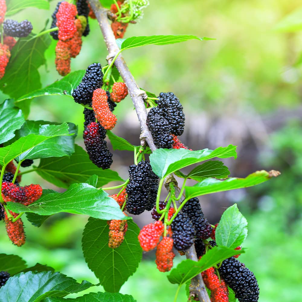 Amazon.co.jp: マルベリーの苗木 品種：一瀬桑(いちのせ) 接木5